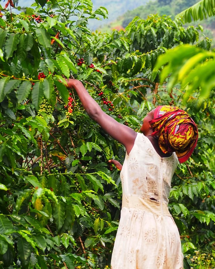 A farmer harvesting coffee cherries